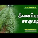 தீவனப்புல் சாகுபடி| Fodder Crop Cultivation | Successful Farmer