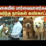 Ooty Dog Show 2024 | உதகையில் பார்வையாளர்களை கவர்ந்த நாய்கள் கண்காட்சி! | Sun News