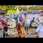 யாழில் நாய்க்கு நடந்த மரணச் சடங்கு!😭 மனிதருக்கு சமமாக Jaffna News | Tamil Vlogs | Alasteen Rock