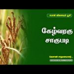 கேழ்வரகு சாகுபடி   | Successful Farmer