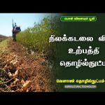 நிலக்கடலை விதை உற்பத்தி தொழில்நுட்பம்  | Agricultural Technology