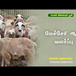 மேச்சேரி ஆடு வளர்ப்பு | Successful Farmer