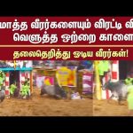 Palamedu Jallikattu 2025 | Madurai | Pongal Celebration | Single Bull | Sun News