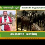 வெள்ளாடு வளர்ப்பு | Successful Farmer