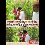 வெற்றிலை பறித்துக் கொடுத்து வாக்கு சேகரித்த திமுக வேட்பாளர் | TN Election 2026 | Sunnews