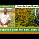 பயறுவகைப் பயிர்களில் புதிய இரகங்கள் | Agriculture Technology