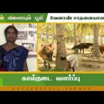 கால்நடை வளர்ப்பு  | Successful Farmer