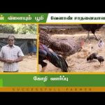 கோழி வளர்ப்பு | Successful Farmer