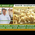 தமிழ்நாடு கால்நடை மருத்துவ அறிவியல் பல்கலைக் கழக கால்நடை உற்பத்தி கல்வி மையத்தின் செயல்பாடுகள் |Agri